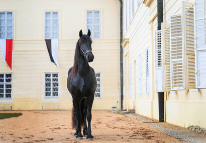 Kůň na nádvoří zámku | © Eliška Vachalová