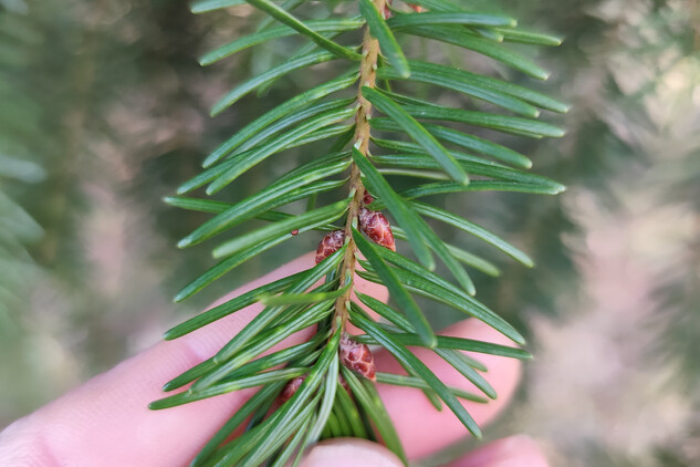 Douglaska tisolistá | © Štefan Brštiak