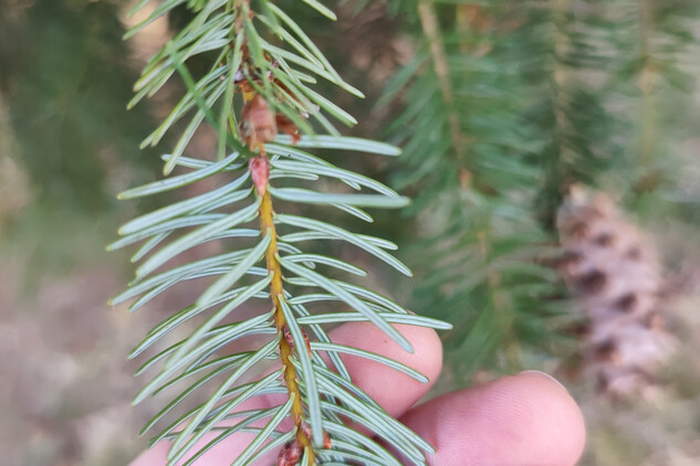 Douglaska tisolistá | © Štefan Brštiak