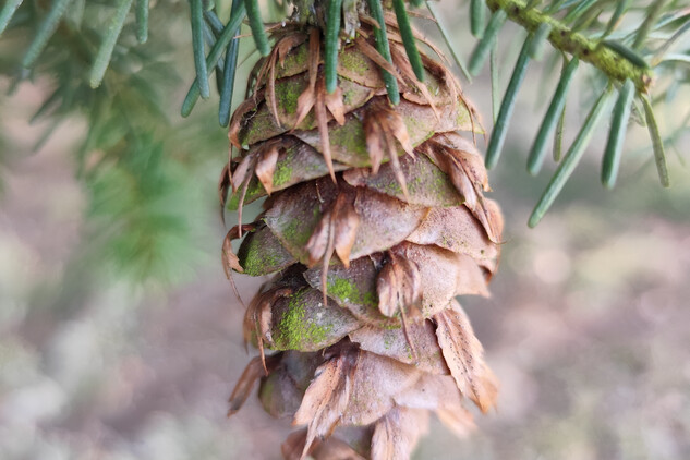 Douglaska tisolistá | © Štefan Brštiak