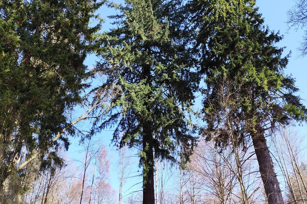 Douglaska tisolistá | © Štefan Brštiak