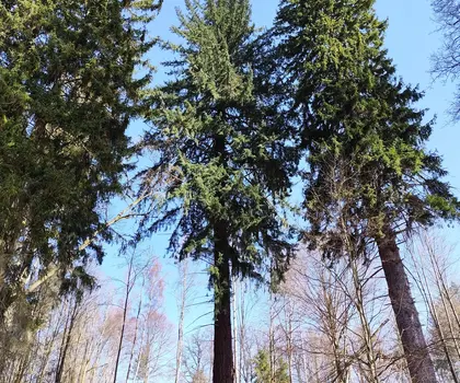 Douglaska tisolistá | © Štefan Brštiak