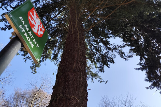 Douglaska tisolistá | © Štefan Brštiak