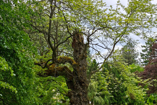 javor červený (Acer rubrum) | © Štefan Brštiak