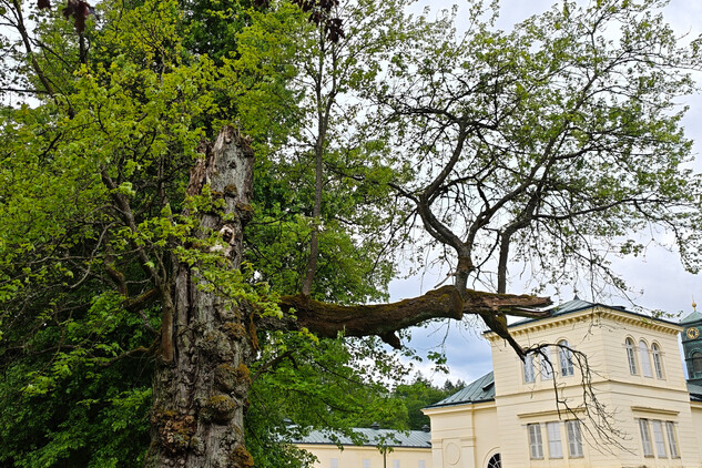 javor červený (Acer rubrum) | © Štefan Brštiak