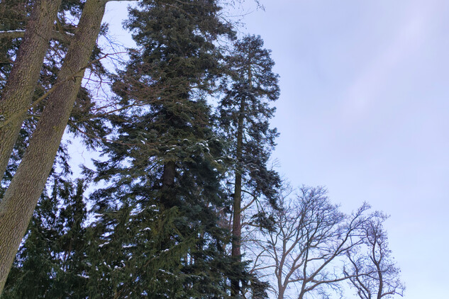 jedle obrovská | © Štefan Brštiak