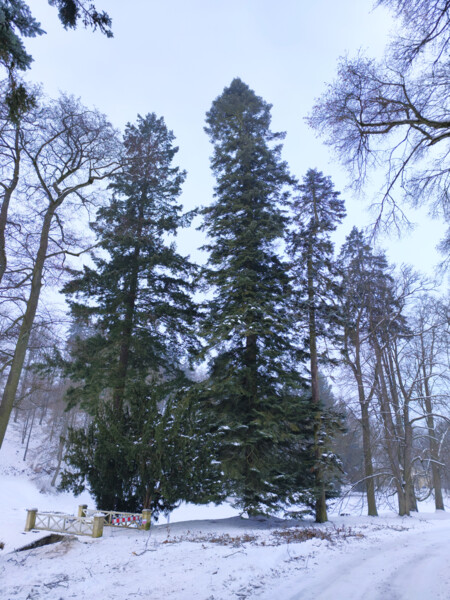 jedle obrovská | © Štefan Brštiak