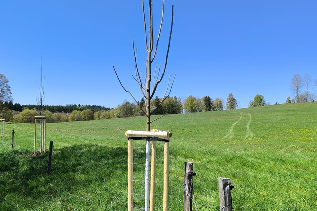 Obnova aleje za mlýnem | © Ondřej Cink