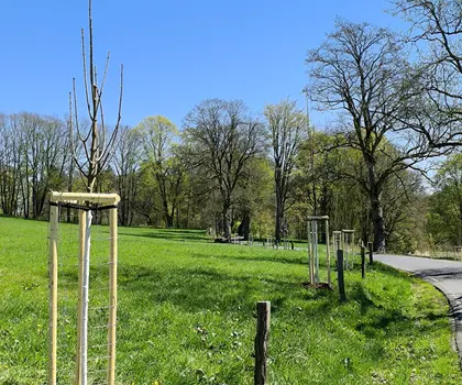 Obnova aleje za mlýnem | © Ondřej Cink