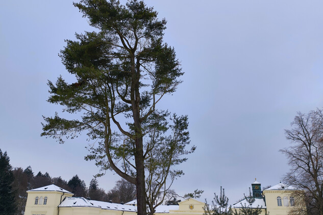 borovice vejmutovka (Pinus strobus) | © Štefan Brštiak