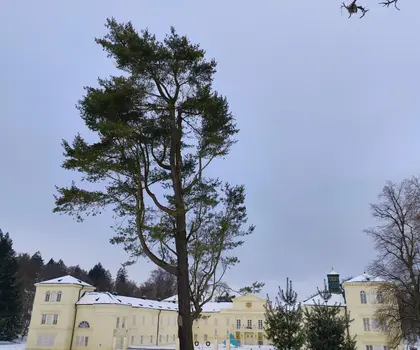 borovice vejmutovka (Pinus strobus) | © Štefan Brštiak