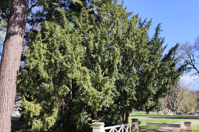 tis červený (Taxus bacata) | © Štefan Brštiak