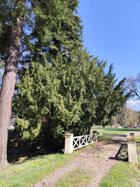 tis červený (Taxus bacata) | © Štefan Brštiak