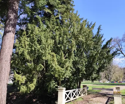 tis červený (Taxus bacata) | © Štefan Brštiak